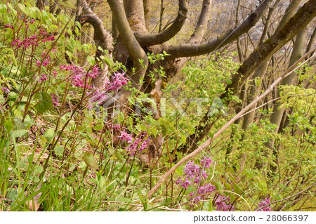 Ikarisou from the 6 thousand mountains 28066397