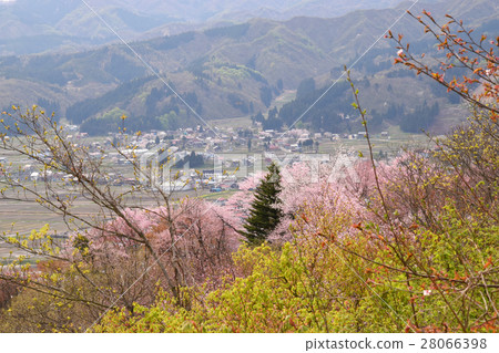 六千山的櫻花 28066398