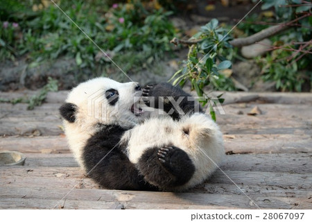 Desenho fofo do bebê panda - Stockphoto #28011987