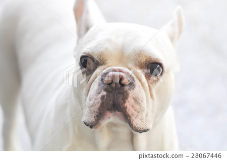 absent minded French bulldog or  French bulldog 28067446