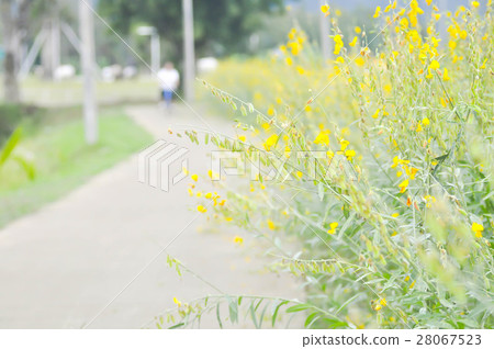 Crotalaria juncea ,Indian hemp or Madras hemp 28067523