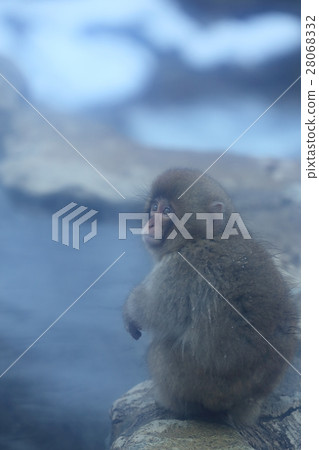 一隻猴子 一隻猴子 28068332