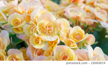 beautiful yellow begonias in the garden. beautiful yellow begonias in the garden. 28068654
