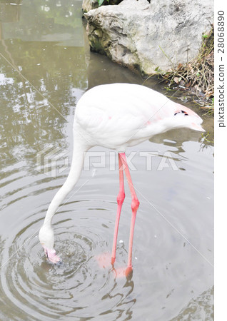 flamingo bird drink water flamingo bird drink water 28068890