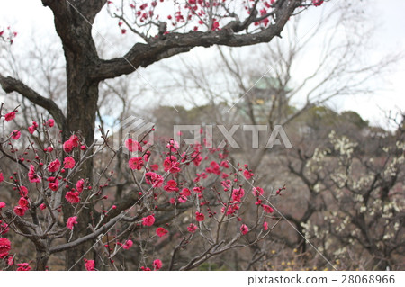 大阪城公園廣場 大阪城公園廣場 28068966