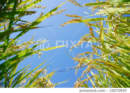 Nature stock images Nature stock images 28070695