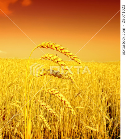 Nature stock images Nature stock images 28071022