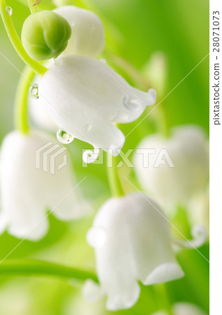 Nature stock images 28071073