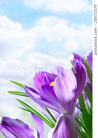 Nature stock images 28071079