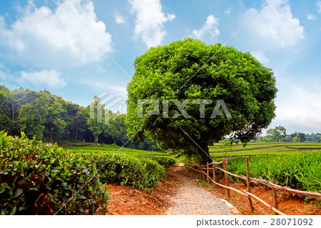 Nature stock images Nature stock images 28071092