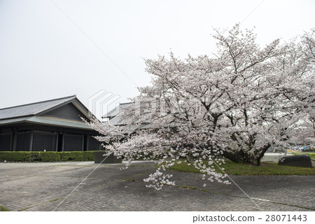Cherry blossoms at Nagoya castle Cherry blossoms at Nagoya castle 28071443
