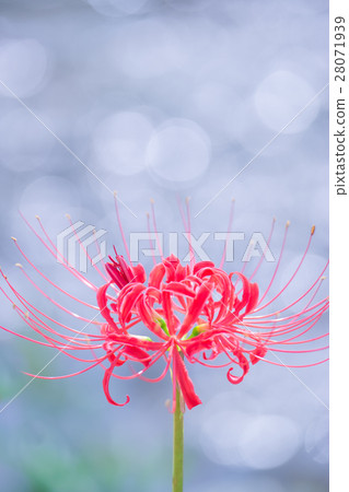 群集孤挺花 群集孤挺花 28071939