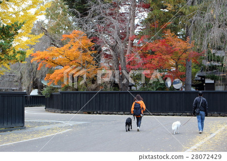 People who take walks of dogs in autumn leaves 28072429