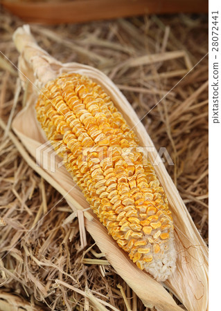 圖庫照片: yellow dried corn on straw for animal feeding.