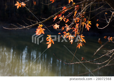 Beautiful Autumn forest landscape  28072568