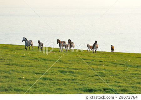 Thoroughbred 28072764