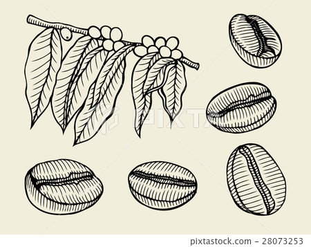 Coffee branch. Plant with leaf Coffee branch. Plant with leaf 28073253