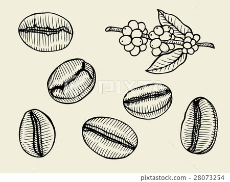 Coffee branch. Plant with leaf Coffee branch. Plant with leaf 28073254