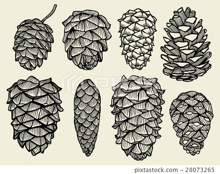 Pine cones of cedar spruce fir christmas tree 28073265