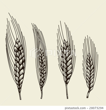 hand drawn wheat ears 28073294