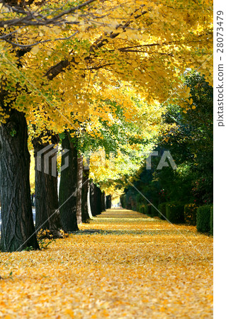 A sidewalk where the carpets of ginkgo bunched A sidewalk where the carpets of ginkgo bunched 28073479
