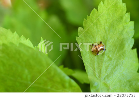Jingasa beetle Jingasa beetle 28073755