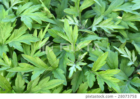 Wormwood leaves Wormwood leaves 28073758