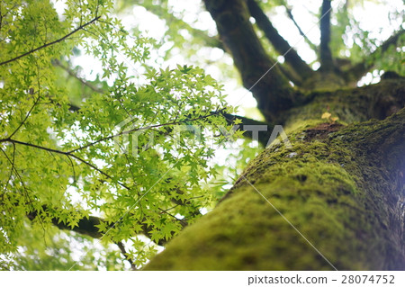 large tree large tree 28074752