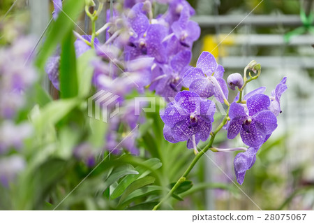 Purple orchid flowers 28075067