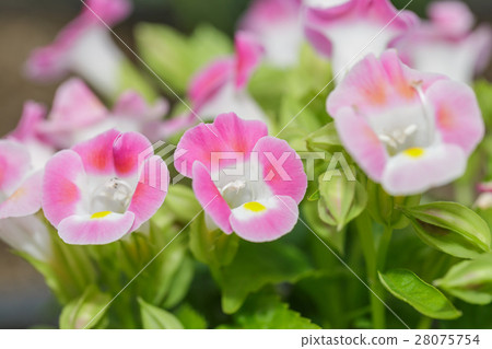 Pink torenia 28075754