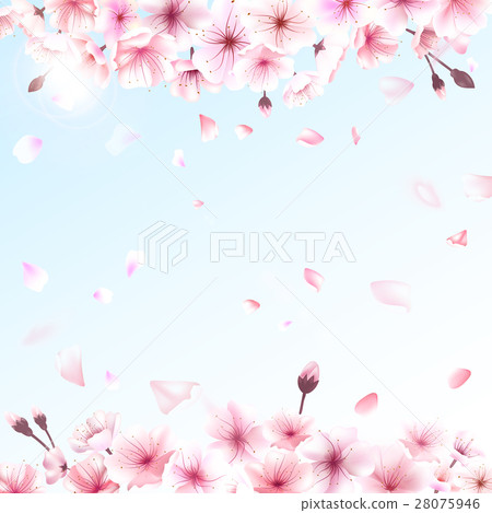 Blooming cherry. Spring background. Falling sakura Blooming cherry. Spring background. Falling sakura 28075946