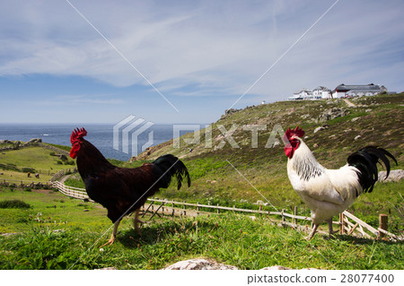 Chicken in Cornwall Chicken in Cornwall 28077400