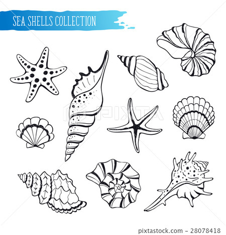 Seashells collection 28078418