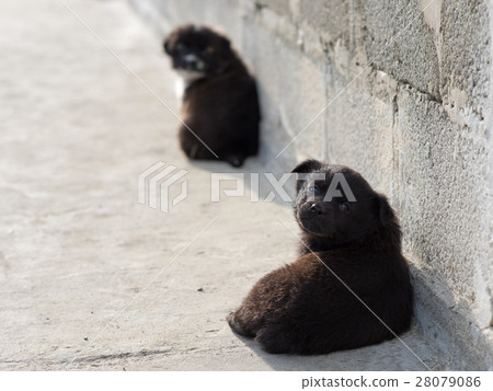 Very cute black puppies. 28079086