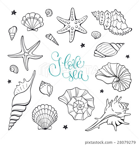 Sea shells collection 28079279
