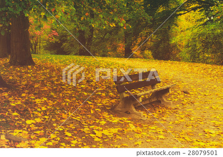 Autumn sunny park 28079501