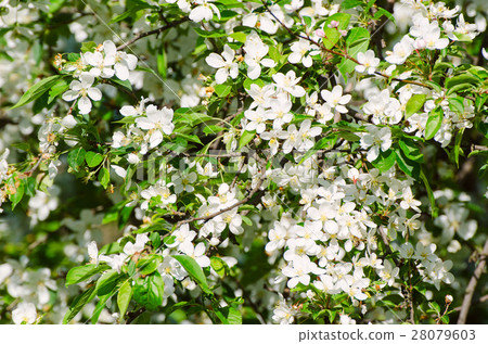 Plum spring flowers Plum spring flowers 28079603