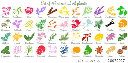 Big set of 44 essential oil plants. flat style 28079917