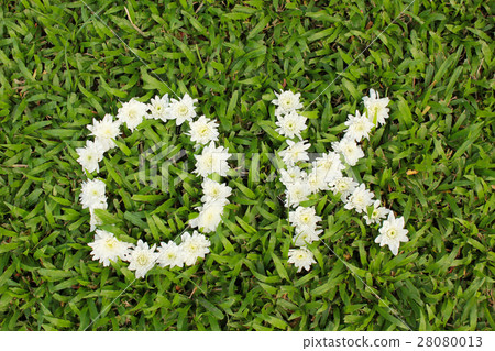 Ok word made from daisy flowers Ok word made from daisy flowers 28080013