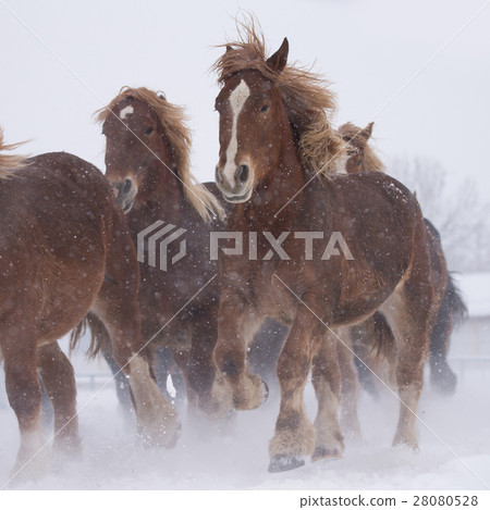 跑在多雪的領域的馬 跑在多雪的領域的馬 28080528