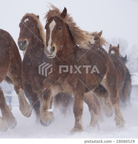 跑在多雪的領域的馬 28080529