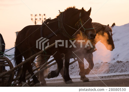 冬季賽馬場 28080530