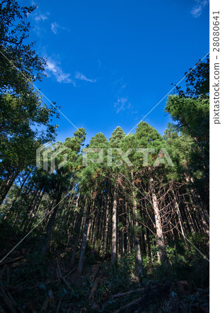 雪松森林在藍天下 28080641