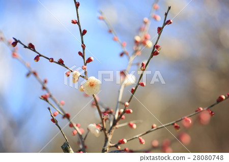 梅花 28080748