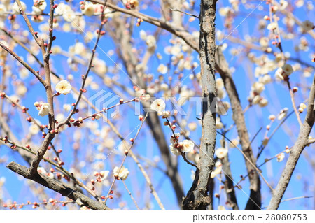 梅花 28080753