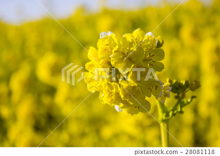 Rapeseed field 28081118