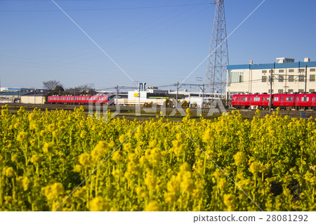 2 train trains passing rape blossoms 28081292