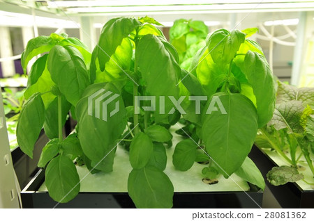 Vegetable factory 28081362