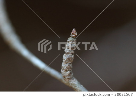 Natural plants Aohda, winterbuds and leaf scars. A conical shaped shoot bud is on the tip where the leaf scars are piled up Natural plants Aohda, winterbuds and leaf scars. A conical shaped shoot bud is on the tip where the leaf scars are piled up 28081567