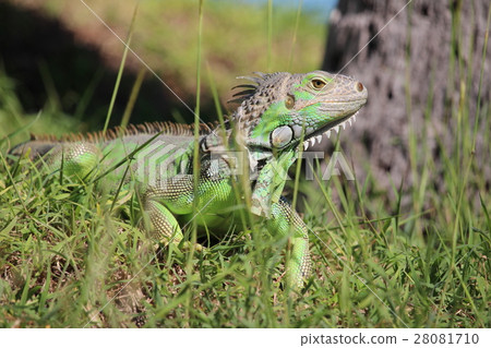 Iguana (USA, Florida, wild) Iguana (USA, Florida, wild) 28081710
